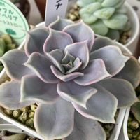 虹の玉,リラシナ,姫秀麗,ロッティ,月花美人の画像