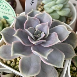 虹の玉,リラシナ,姫秀麗,ロッティ,月花美人の画像