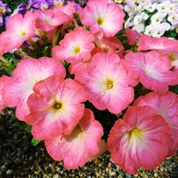 ハナニラ,ペチュニア,はなにら,ペチュニアディーバ,ペチュニアディーバチェリーモーンの画像