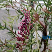 グレビレア,グレヴィレア,グレビレア　ブロンズ　ランバー,グレビレア　ブロンズ　ランバー,オージープランツの画像