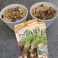 ムスカリ ホワイトマジック,黒葉すみれ ラブラドリカ,とげなし たらの芽,福島県,庭に植えてはならない植物の画像