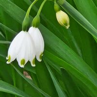 スノーフレークの画像