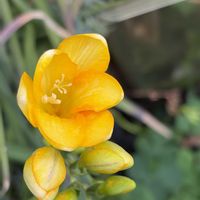 庭の花,ビタミンカラー,花のある暮らし,植物のある暮らし,はるが来た！の画像