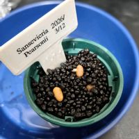 サンスベリア,サンセベリア,サンスベリア　ペアルソニー,観葉植物,実生の画像