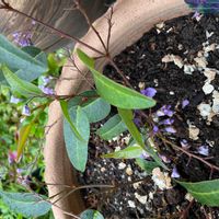 ハーデンベルギアの画像