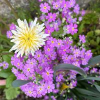 庭の花,花のある暮らし,植物のある暮らし,はるが来た！,今日の庭の花の画像