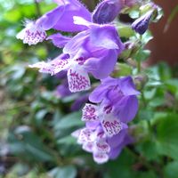 ユキノシタ,ラショウモンカズラ,ラショウモンカズラ,ラショウモンカズラ,羅生門蔓(ラショウモンカズラ)の画像