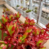 火祭り,火祭り,クラッスラ,ベランダ多肉,色がキレイの画像