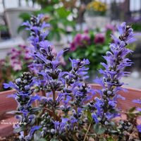 アジュガ,カリブラコア,かわいい,屋上ガーデン,花のある暮らしの画像