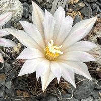 サボテン,グラミニスピナス,サボテン科,サボテンの花,白い花の画像