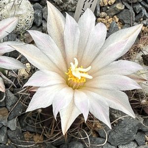サボテン,グラミニスピナス,サボテン科,サボテンの花,白い花の画像