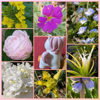 オオイヌノフグリ,ムスカリ,八重咲きストック,小松菜,プリムラマラコイデスの画像