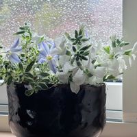 ハナニラ,ストック,斑入り ブルーデイジー,花を飾る,キッチンの画像