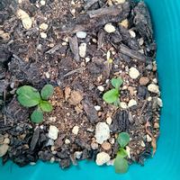 たんぽぽ,おうち園芸,小さな庭,家庭菜園,庭の画像