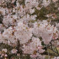 ソメイヨシノ,ソメイヨシノ,タンポポ,タンポポ,ヨモギの画像