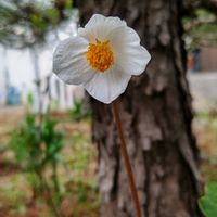 シラユキゲシの画像