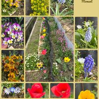 アスパラガス,ブロッコリー,キヌサヤえんどう,畑の花壇のお花達,春ですね♪の画像