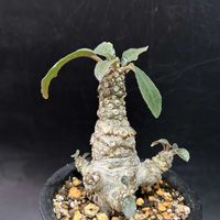 多肉植物,観葉植物,塊根植物,コーデックス,珍奇植物の画像