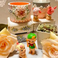 ルイザエ,コノフィツム ルイザエ,リメ鉢,プレ企画当選品,繋がりに感謝✨の画像