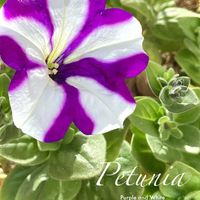 ペチュニア,ツクバネアサガオ,花のある暮らし,緑のある暮らし,バイカラーの画像