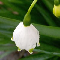 スノーフレーク,スズラン水仙,絵手紙,東北人花の会,チーム魔女っ子の画像