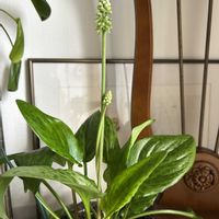 ホヤ・カルノーサ,･ドリミオプシス マクラータの画像