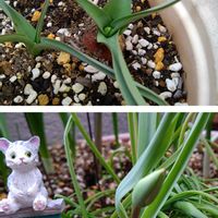 山椒,星月夜,原種チューリップ ペパーミントスティック,紫蘭しらん,ウツギ　ラズベリーサンデーの画像