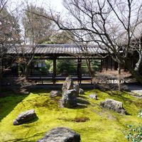 ツバキ,禅庭,法堂双龍図,赤い花,常緑低木の画像