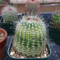 Parodia buenekeri,多肉植物,観葉植物,100均,ダイソーの画像