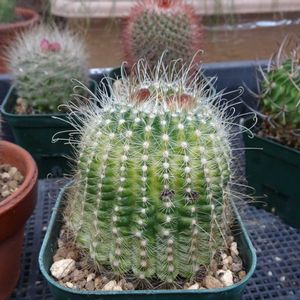 Parodia buenekeri,多肉植物,観葉植物,100均,ダイソーの画像