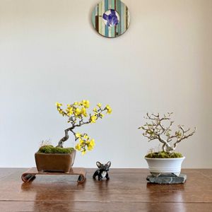 トウカエデ,トウカエデ,レンギョウ,レンギョウ,盆栽の画像