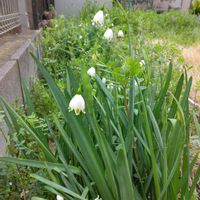 スノードロップ,よもぎの葉っぱ,ノビル✽,咲いてくれてありがとう！,小さな庭の画像