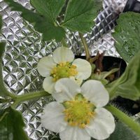 イチゴ,イチゴ,ミニトマト,ミニトマト,ラディッシュの画像