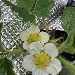 イチゴ,イチゴ,ミニトマト,ミニトマト,ラディッシュの画像