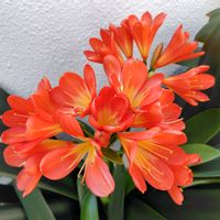 クンシラン,庭の画像