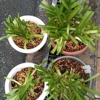 アガパンサスの画像