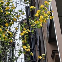 カロライナジャスミンの画像