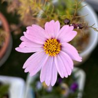 コスモス,育てやすいの画像