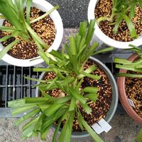 アガパンサスの画像