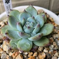 エケベリア,コロラータ,多肉植物,エケベリア属,初購入の画像