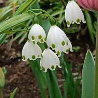 スノーフレークの画像