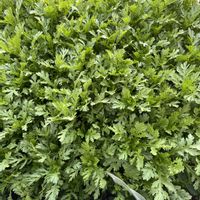 春菊,ソラマメの画像