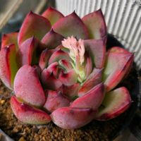 エケベリア,かがり火,エケベリア･カガリビ,多肉植物,エケベリア属の画像