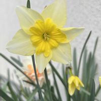スイセン,水仙,水仙,八重咲きスイセン,八重咲きスイセン タヒチの画像