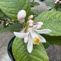 レモン,いちご,家庭菜園の画像