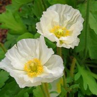 アジュガ,セダム,ポピー,リシマキア,ミモザの画像