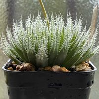 ハオルチア,コノフィツム マウガニー,コノフィツム マウガニー,カミンギー,カミンギーの画像