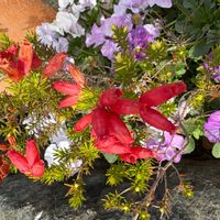 コリウスの画像