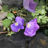 コンボルブルスの画像