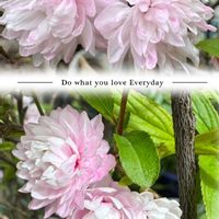 スミレ,ニワザクラ,ムラサキケマン,プリムラ　ジュリアン,クレマチス ペトリエイの画像